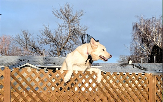 A dog jumping over a fence